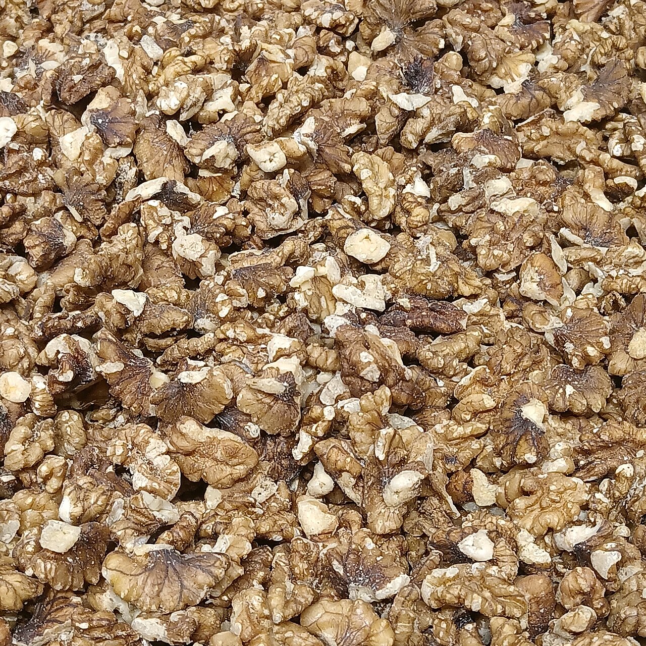 گردوی کاغذی تازه